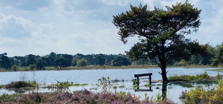 Het ijzeren tijdperk – over Waarde-onttrekking IJzerhard