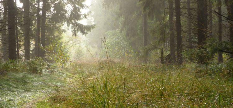 Afstand – waarom we voortdurend ‘aan staan’. Afstand - waarom we voortdurend 'aan staan'.