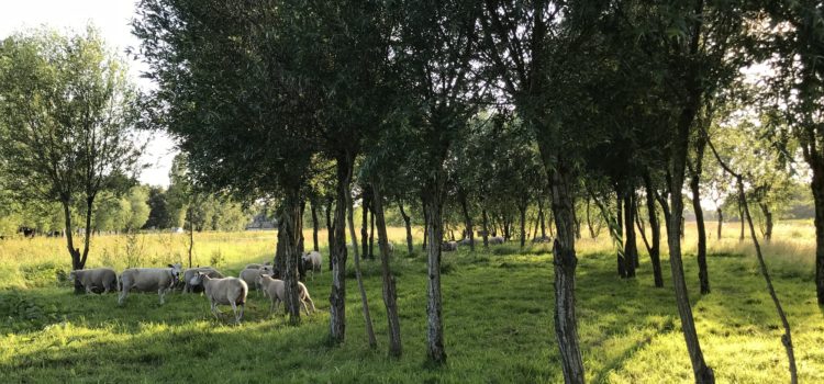 Ontmoetingen met bomen Wilgenkring