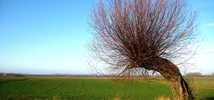 Dingen die we toevertrouwen aan de WIND Dingen die we toevertrouwen aan de WIND