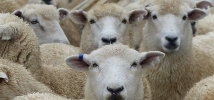 De blik van de Ander en veiligheid De blik van de Ander