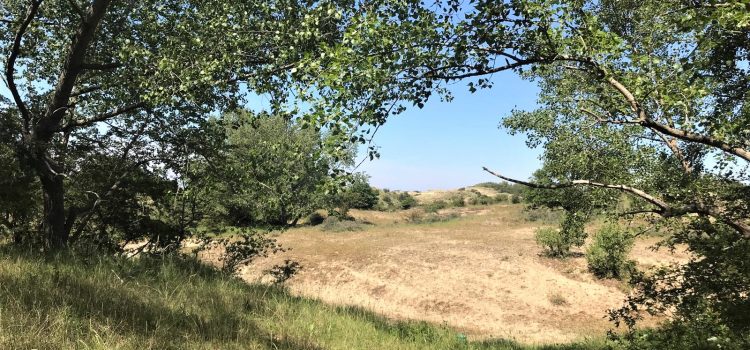 EarthTalk: de Diepe Stilte in de Natuur EarthTalk de Diepe Stilte in de Natuur